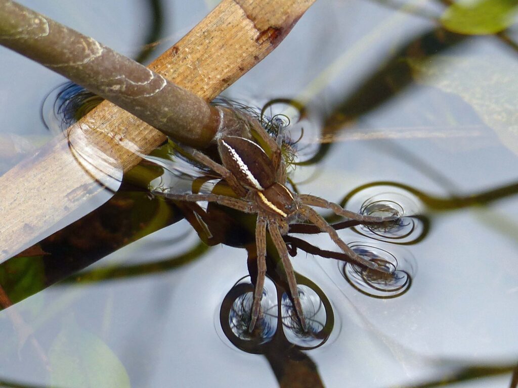 Typical hunting posture of D. plantarius