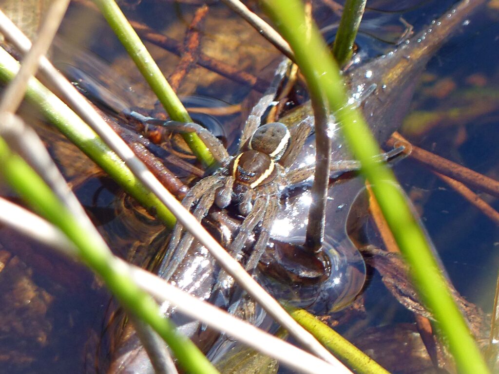 Sub-adult male D. plantarius showing swollen palps