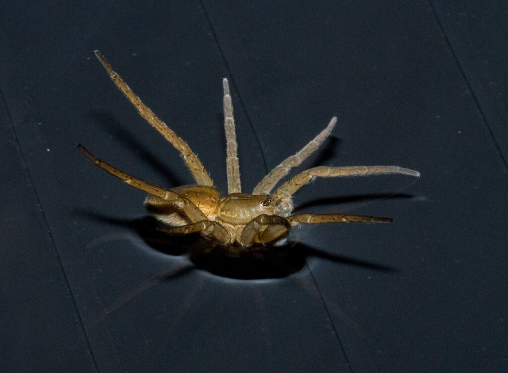 Dolomedes plantarius sailing by raising all of its legs!