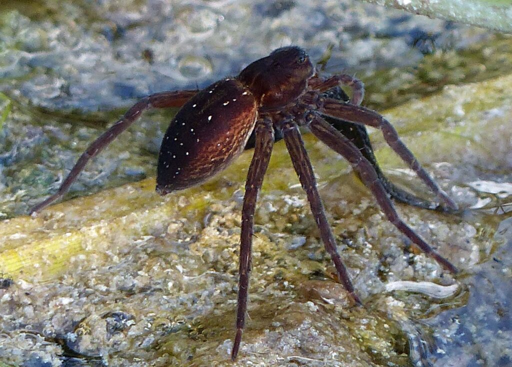 Paired spots on the abdomen of D. plantarius lacking lateral bands