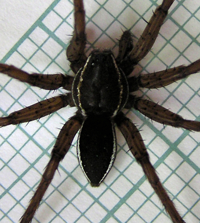 Adult male D. plantarius with lateral bands both on the margin and higher up on the sides of the carapace