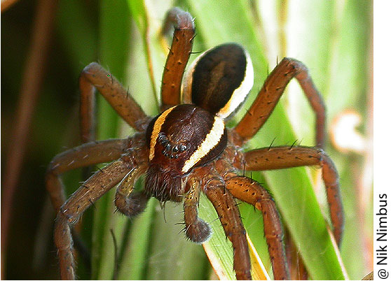 Dolomedes fimbriatus from the Ashdown Forest, GB, with conspicuous cardiac mark and broad lateral bands