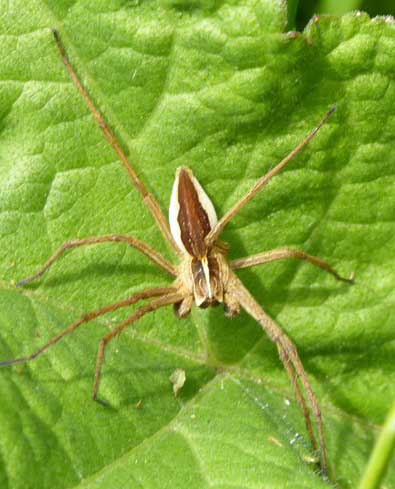 An example of P. mirabilis with pale lateral bands