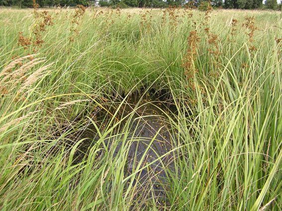 A beautiful turf pond at Redgrave & Lopham Fen NNR